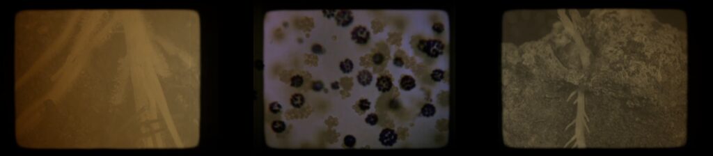 Opera cavalleria rusticana johanna vaude paques 4 copie